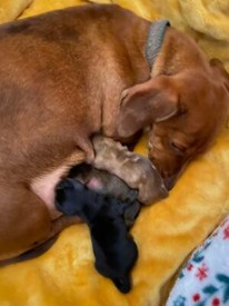 tibetan mastiff for sale gumtree